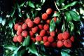 How To Make Brill With Fresh Lychees