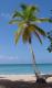 How To Make Macadamia Of Cod Martinique