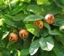 Medlar Pomes