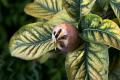 Mespilus Germanica