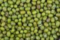 Mung Bean