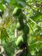 Papaya Tree