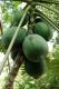 Papaya