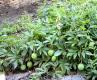 Passiflora Fruit