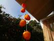 Peeled Hachiya Persimmons