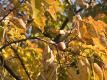 Persimmon