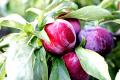 How To Make Blushing Plums
