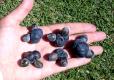 Podocarpus Elatus Two Seed Cones