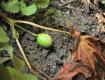 Poisonous May Apple