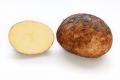 Potato