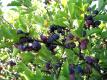 Prunus Maritima
