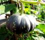 Pumpkin With Stalk