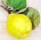 How To Make Spiced Quinces