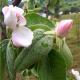 How To Make Quince Tart