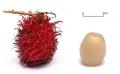 Rambutan On White Background