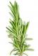 Fresh Rosemary Herb