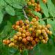 Rowan Cropped
