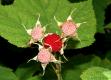 Rubus Parviflorus