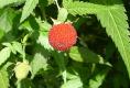 Rubus Rosifolius