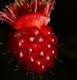 Rubus Spectabilis