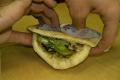 Sabich