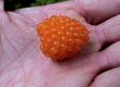 Salmon Berry