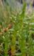 Samphire
