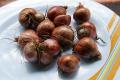 Shallots