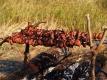 Shashlik