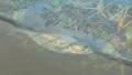 Silver Fish