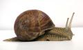 Burgundy Snails