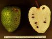 Soursop Fruit