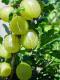 Stachelbeeren