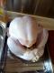 Stuffed Chicken