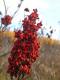 Sumac Fruit
