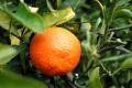 How To Make Tangerine Snow