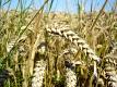 Wheat Fields