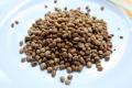 White Kidney Beans