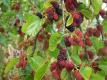 White Mulberry