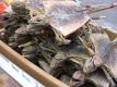 Lizard Soup