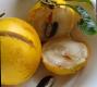 Abiu-fruta Do Abieiro