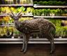 Wild Creatures Go 'shopping' In Supermarkets