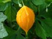 Balsam Pear