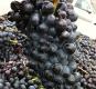 Barbera Cluster