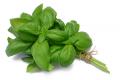 Basil Herb
