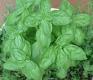 Basil Leaves
