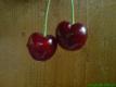 Black Cherry