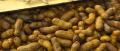 Bloiled Peanuts