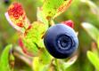 Blueberry