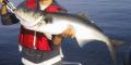 How To Make Bluefish Baked With Apples And Mustard